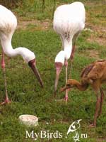 Пара стерхов с птенцом Фото Т. Кашенцевой